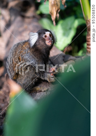 果実をかじっているコモンマーモセット 果実をかじっているコモンマーモセット 95308850