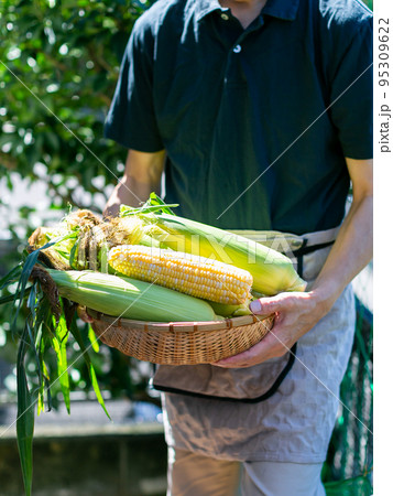 トウモロコシを収穫する男性 95309622