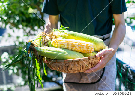 トウモロコシを収穫する男性 トウモロコシを収穫する男性 95309623