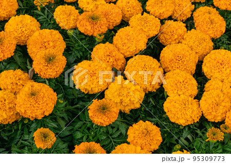 Marigold, orange Tagetes flower bed top view 95309773