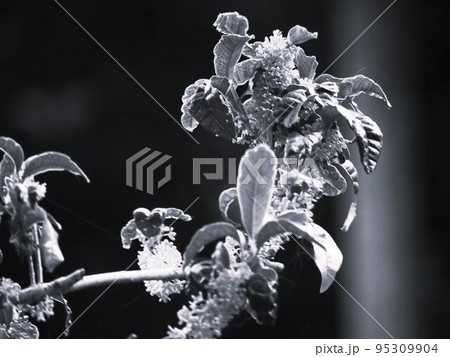 金木犀の花 金木犀の花 95309904