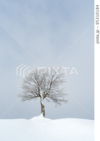 Lone tree in winter 95310184