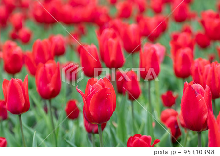 Red tulips field close-up, spring garden blossom Red tulips field close-up, spring garden blossom 95310398