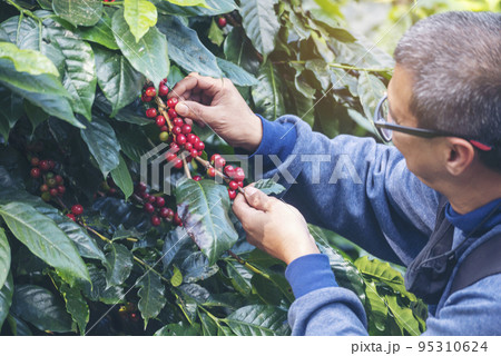 Man Hands harvest coffee bean ripe Red berries plant fresh seed coffee tree growth in green eco organic farm. Close up hands harvest red ripe coffee seed robusta arabica berry harvesting coffee farm Man Hands harvest coffee bean ripe Red berries plant fresh seed coffee tree growth in green eco organic farm. Close up hands harvest red ripe coffee seed robusta arabica berry harvesting coffee farm 95310624
