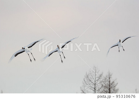 飛翔するタンチョウ『北海道・鶴居村』 95310676