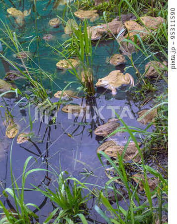 Frogs farm for agriculture at house. Cultivation of frogs with water spray and splash in soil ponds. Many frogs raised in ponds and natural farms. Aquaculture of commercial amphibians. Selective focus Frogs farm for agriculture at house. Cultivation of frogs with water spray and splash in soil ponds. Many frogs raised in ponds and natural farms. Aquaculture of commercial amphibians. Selective focus 95311590