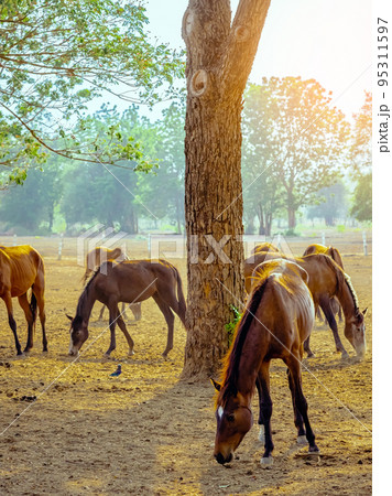 Horses grazing in field in evening. Many horses on pasture in sunset light. Majestic brown horses pasturing in warm spring sunshine. Herd of horses eating grass and straw in field. Animals and food. Horses grazing in field in evening. Many horses on pasture in sunset light. Majestic brown horses pasturing in warm spring sunshine. Herd of horses eating grass and straw in field. Animals and food. 95311597