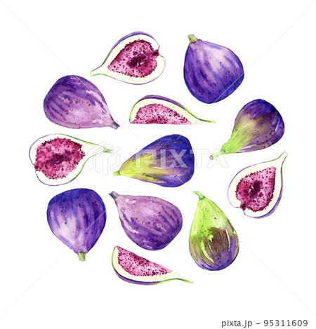 Watercolor figs. Hand drawn illustration of edible purple fruits. Backdrop for recipe, packaging, menu. Collection of fresh organic crop. Watercolor figs. Hand drawn illustration of edible purple fruits. Backdrop for recipe, packaging, menu. Collection of fresh organic crop. 95311609