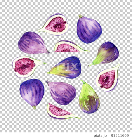 Watercolor figs. Hand drawn illustration of edible purple fruits. Backdrop for recipe, packaging, menu. Collection of fresh organic crop. Watercolor figs. Hand drawn illustration of edible purple fruits. Backdrop for recipe, packaging, menu. Collection of fresh organic crop. 95311609