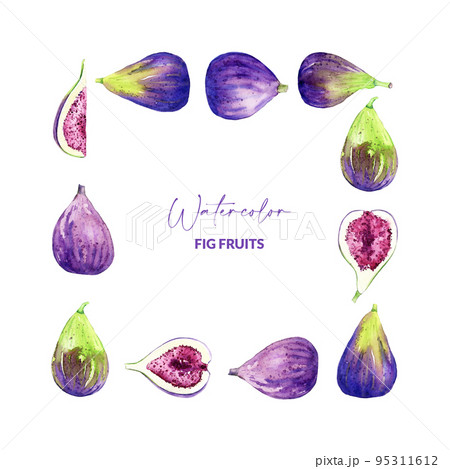 Watercolor figs in square frame. Hand drawn illustration of edible purple fruits. Border design for recipe, packaging, menu. 95311612