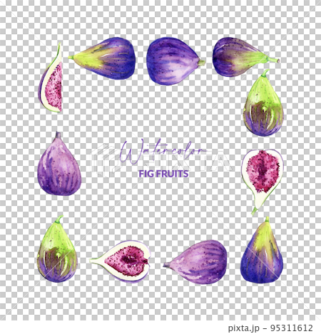 Watercolor figs in square frame. Hand drawn illustration of edible purple fruits. Border design for recipe, packaging, menu. 95311612