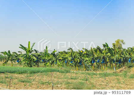 Asian Farmers use blue plastic wrap to protect insects and birds and weather hazards for Cavendish Banana planting while the banana is stout ,Complete and start to yield in the organic garden. 95311709