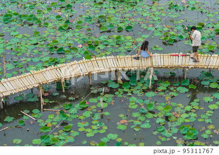 Top view of Asian tourists enjoy taking pictures on bamboo bridge over river with many lotuses. Happiness couple spending time together outside in water nature. Scenery view of people with lotus pond. Top view of Asian tourists enjoy taking pictures on bamboo bridge over river with many lotuses. Happiness couple spending time together outside in water nature. Scenery view of people with lotus pond. 95311767