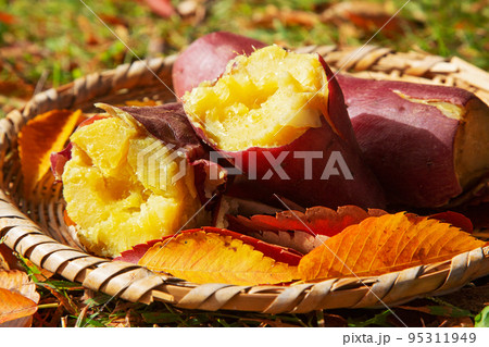 焼き芋 焼き芋 95311949