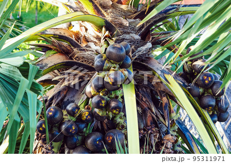 Lot of Fruits hanging to Asian palmyra palm or Borassus flabellifer, commonly known as doub,palmyra ,tala or tal palm,toddy,wine palm or ice apple. Palmyra palm fruit with leaves. Selective focus. Lot of Fruits hanging to Asian palmyra palm or Borassus flabellifer, commonly known as doub,palmyra ,tala or tal palm,toddy,wine palm or ice apple. Palmyra palm fruit with leaves. Selective focus. 95311971