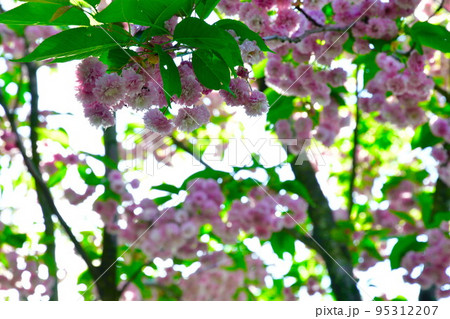 梅護寺の数珠掛け桜（新潟県） 95312207