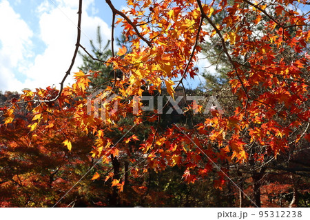 日に照らされる京都嵐山の宝厳院獅子吼の庭の紅葉 日に照らされる京都嵐山の宝厳院獅子吼の庭の紅葉 95312238