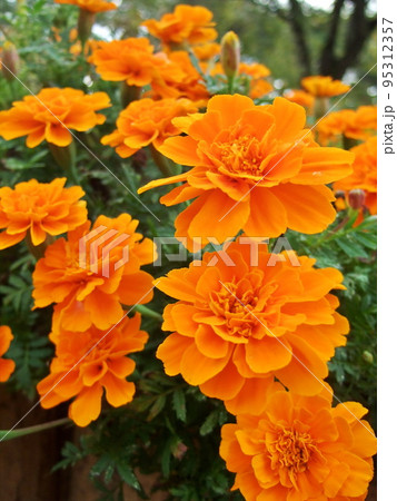 公園の花壇に咲いていたマリーゴールド 公園の花壇に咲いていたマリーゴールド 95312357