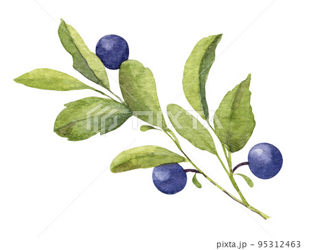 Watercolor Hand Drawn illustration of Blueberry branch. Forest Plant with Blue Berries. Bilberry with green leaves on white background 95312463