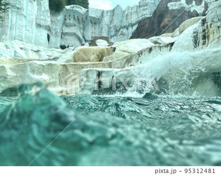 水族館にいるシロクマの迫力ある写真 95312481