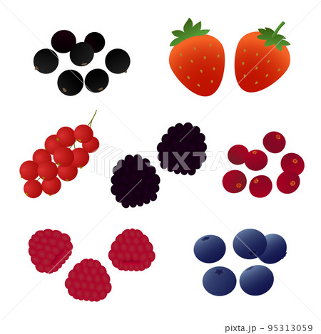 ベリー類（いちご、ラズベリー、ブルーベリーなど）のベクターイラスト 95313059