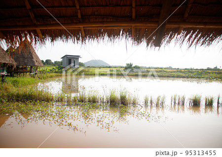 View of the flooded rice paddy seen from under a nipa roofed bungalow in Siem reap, Cambodia 95313455