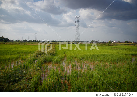 Wide angle view of electricity transmission towers in the vast rice fields against a dark stormy sky 95313457