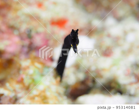 ハナヒゲウツボの幼魚 ハナヒゲウツボの幼魚 95314081