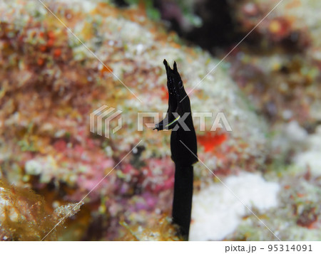 ハナヒゲウツボの幼魚 95314091