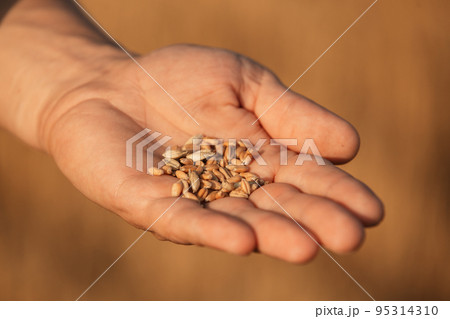 hand holding wheat golden seeds after harvesting 95314310