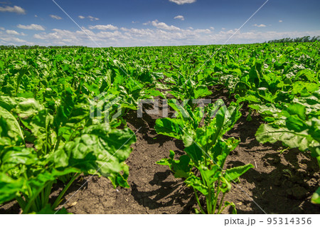 Close-up of young sugar beet plants in converging long rows. Agricultural field. 95314356