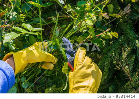 Pruning rose bushes in the fall. Garden work. The pruner in the hands of the gardener. 95314414