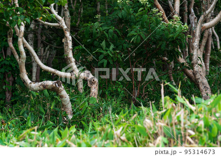 forest landscape of the island of Kunashir, twisted trees among the undergrowth of dwarf bamboo forest landscape of the island of Kunashir, twisted trees among the undergrowth of dwarf bamboo 95314673