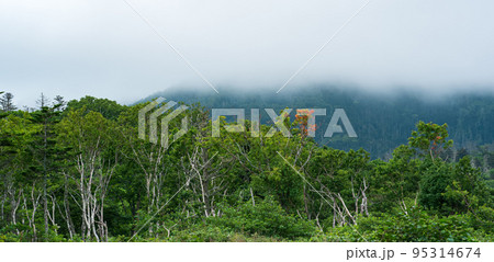 forest landscape of the island of Kunashir, twisted trees and undergrowth of dwarf bamboo 95314674