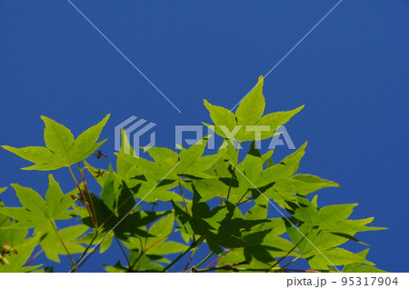 青もみじ 95317904