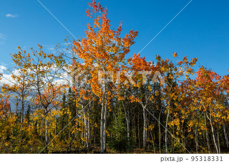 Autumn forest Autumn forest 95318331