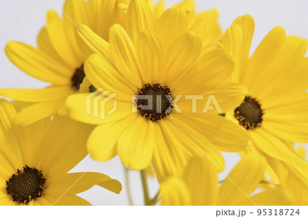 柳葉向日葵 95318724