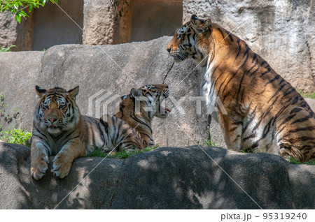 虎・虎・虎 95319240