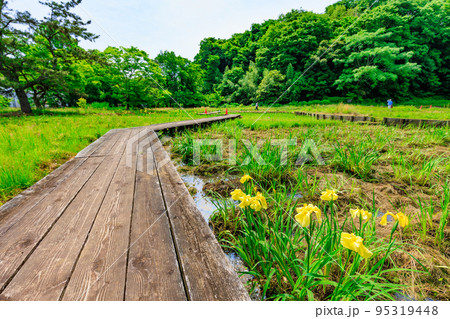 千葉県 佐倉市にある 佐倉城址公園(佐倉城跡)菖蒲園の木道 千葉県 佐倉市にある 佐倉城址公園(佐倉城跡)菖蒲園の木道 95319448