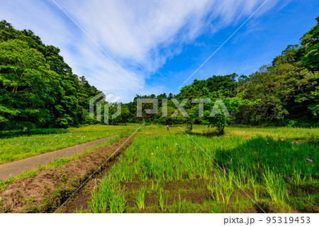 千葉県 佐倉市にある 佐倉城址公園(佐倉城跡)菖蒲園 千葉県 佐倉市にある 佐倉城址公園(佐倉城跡)菖蒲園 95319453