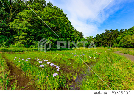 千葉県 佐倉市にある 佐倉城址公園(佐倉城跡)菖蒲園 千葉県 佐倉市にある 佐倉城址公園(佐倉城跡)菖蒲園 95319454