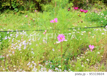コスモスの花 95319604