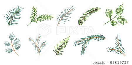 Fir branch variety shape evergreen plant flat set. Spruce fir pine larch cedar winter plant forest green needlewood holiday christmas design element greeting card banner line editable stroke isolated 95319737