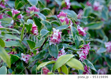 沈丁花の花 95319896