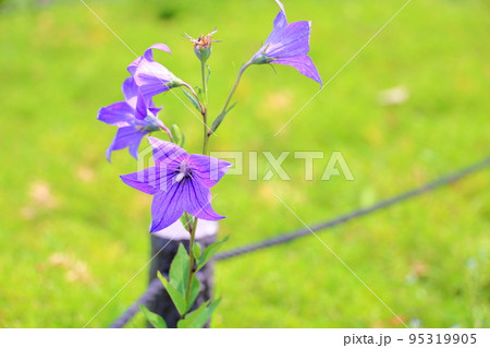 桔梗の花 桔梗の花 95319905