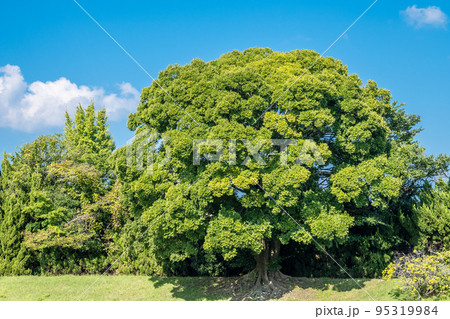 賀茂川の土手に立つ大木 95319984