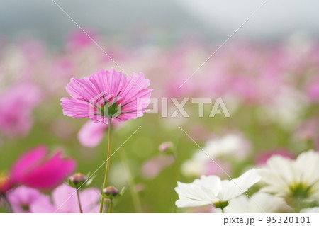 コスモス1547 95320101