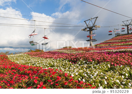茶臼山高原のリフトとサンパチェンス(愛知県) 茶臼山高原のリフトとサンパチェンス(愛知県) 95320229