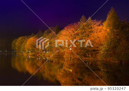 茶臼山高原の紅葉ライトアップ（愛知県） 95320247