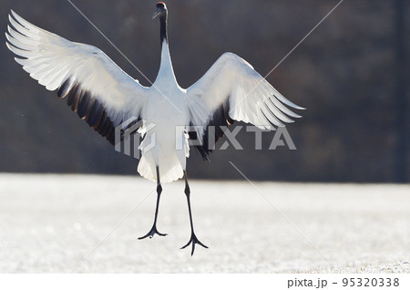 黄金色に輝く草原でダンスするタンチョウ(北海道) 黄金色に輝く草原でダンスするタンチョウ(北海道) 95320338